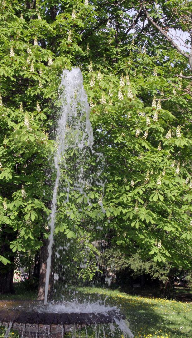 Ein Springbrunnen sprudelt vor einem Baum mit weißen Blüten.