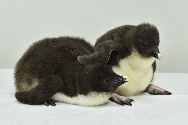 Pinguin-Nachwuchs im Schönbrunner Zoo