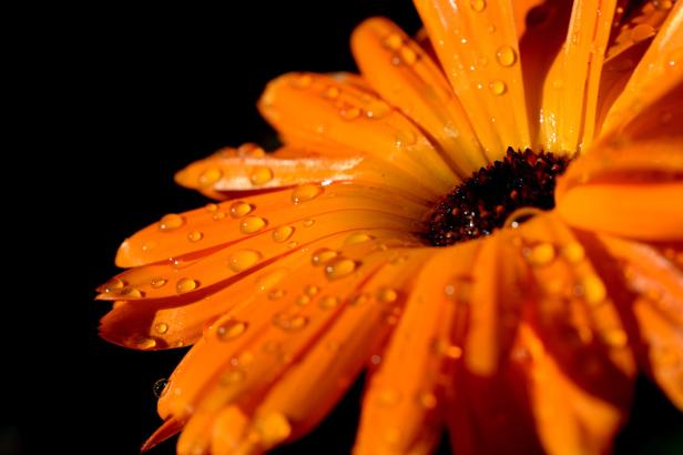 Essbare Blumen: Von Gänseblümchen bis Lavendel