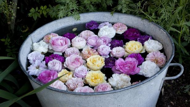 Essbare Blumen: Von Gänseblümchen bis Lavendel