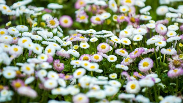 Essbare Blumen: Von Gänseblümchen bis Lavendel