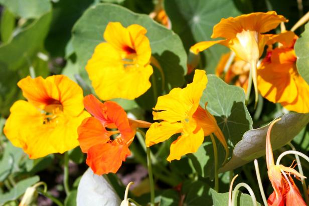 Essbare Blumen: Von Gänseblümchen bis Lavendel