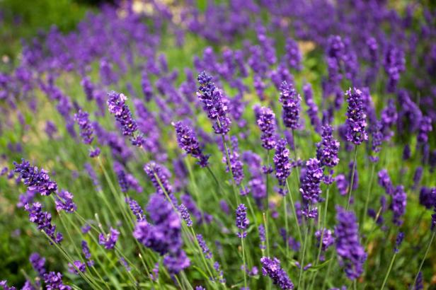 Essbare Blumen: Von Gänseblümchen bis Lavendel