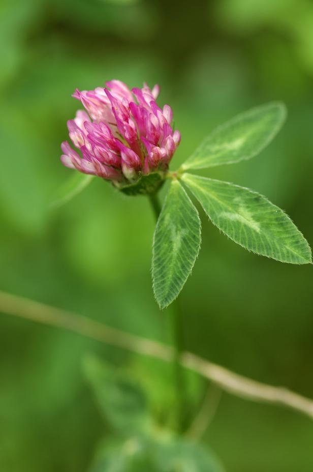 Essbare Blumen: Von Gänseblümchen bis Lavendel