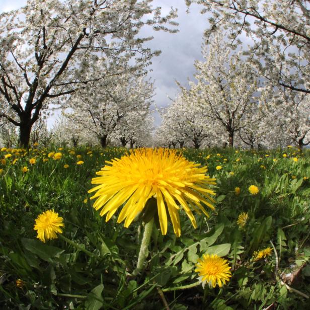 Essbare Blumen: Von Gänseblümchen bis Lavendel