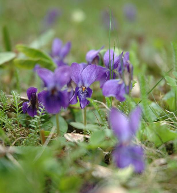 Essbare Blumen: Von Gänseblümchen bis Lavendel