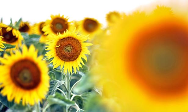 Essbare Blumen: Von Gänseblümchen bis Lavendel