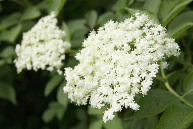 Essbare Blumen: Von Gänseblümchen bis Lavendel