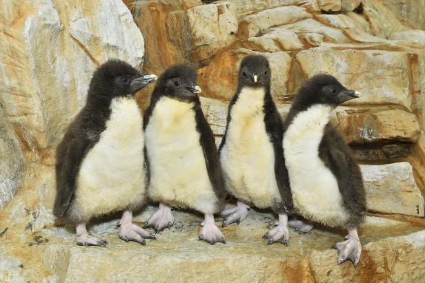 Pinguin-Nachwuchs im Schönbrunner Zoo