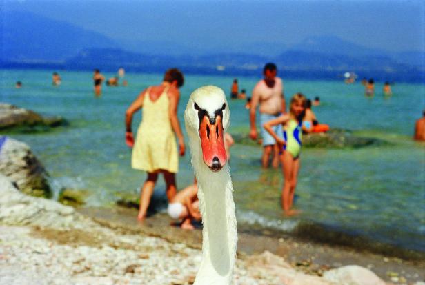 Ein Schwan steht am Strand, im Hintergrund baden Menschen im See.