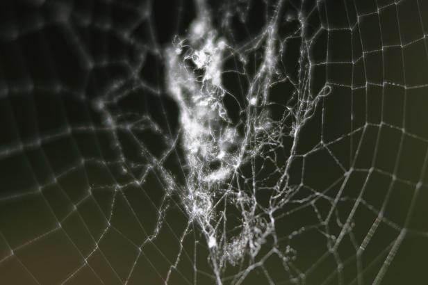 Brustimplantate und Nervenfasern aus Spinnenseide