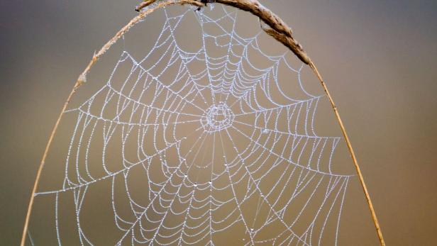Brustimplantate und Nervenfasern aus Spinnenseide