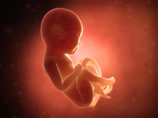 human fetus Ein menschlicher Fötus im Mutterleib, umgeben von Fruchtwasser.
