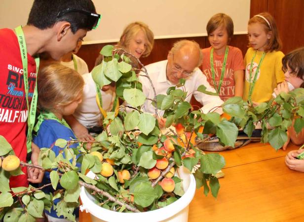 Eine Gruppe von Kindern und ein Mann betrachten einen Eimer voller Aprikosenzweige.