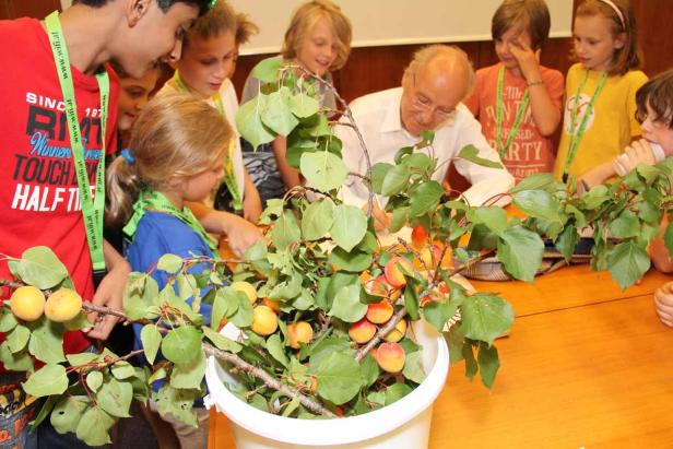 Eine Gruppe Kinder und ein Mann betrachten einen Eimer mit Aprikosenzweigen.