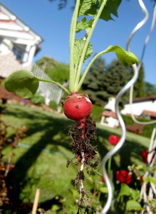 Ein roter Rettich mit Blättern und Wurzeln vor einem Garten.
