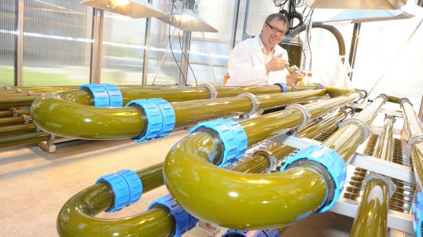Ein Wissenschaftler untersucht Algen, die in Röhren in einem Labor wachsen.