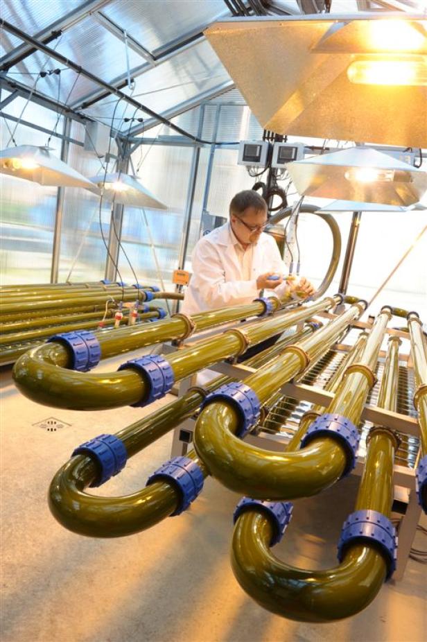Ein Wissenschaftler untersucht Algen, die in einem Röhrensystem in einem Gewächshaus wachsen.