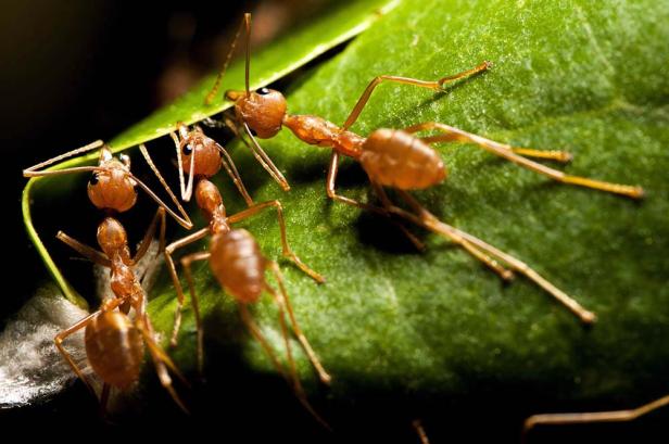 Mehrere rote Ameisen krabbeln auf einem grünen Blatt.