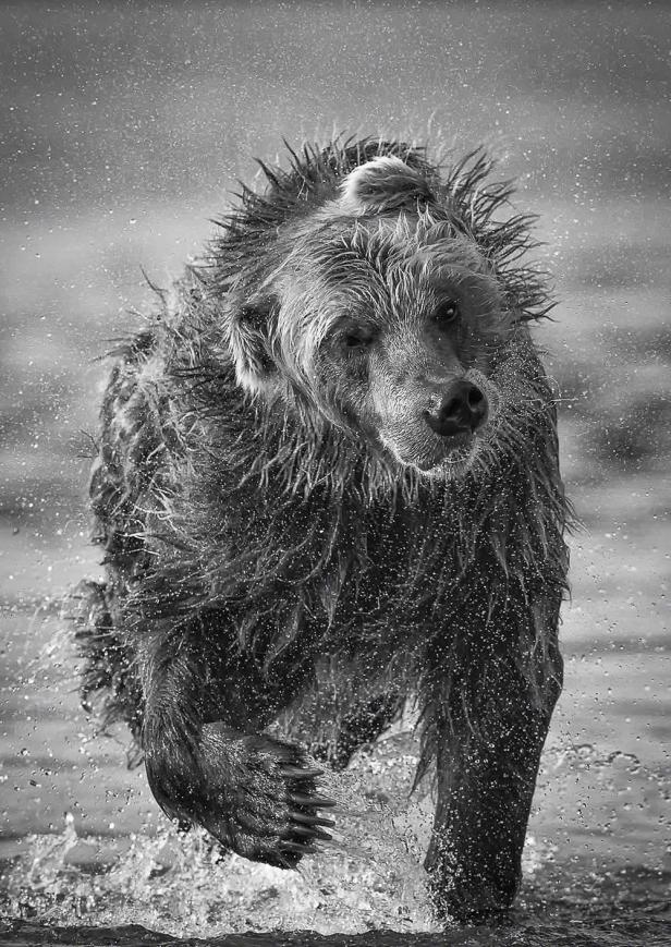Ein nasser Braunbär schüttelt sich im Wasser.