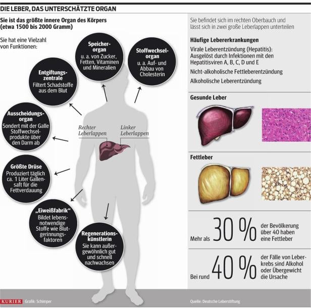 Eine Infografik über die Leber, ihre Funktionen und häufige Erkrankungen.
