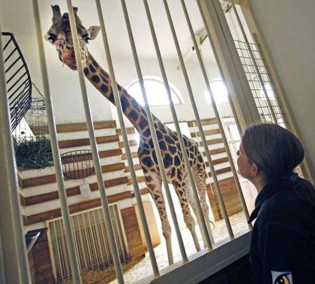 Schönbrunn: Giraffenpark erhält Wiener Umweltpreis