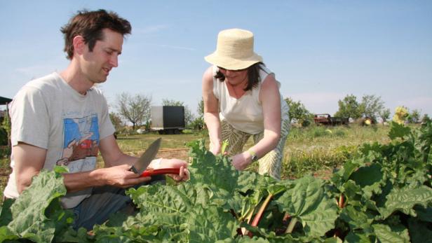Ein Mann und eine Frau ernten Rhabarber auf einem Feld.