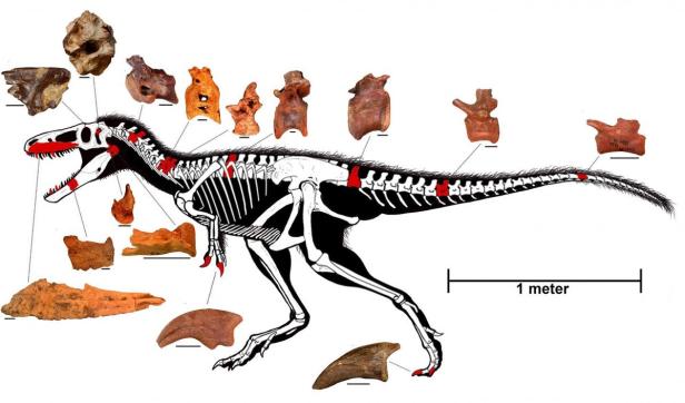 Neuer Verwandter von T-Rex entdeckt