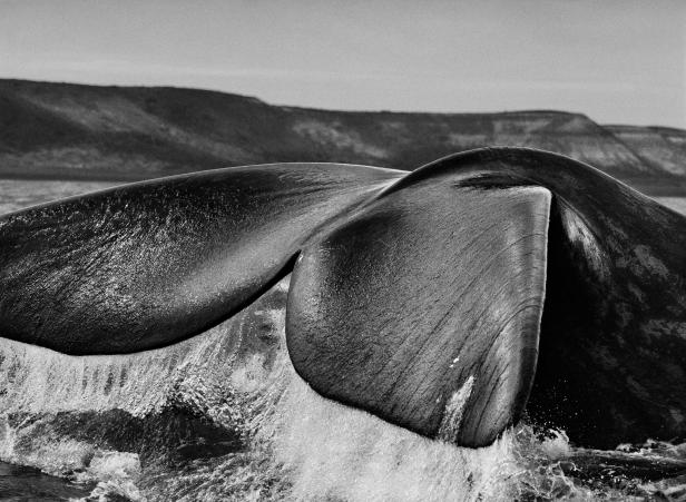 Der berühmte Fotoreporter und die Natur