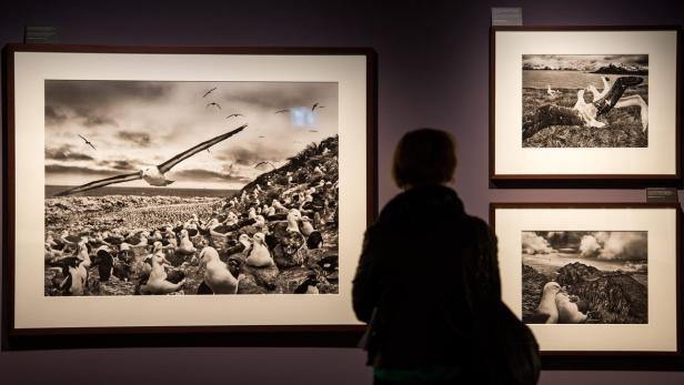 Der berühmte Fotoreporter und die Natur