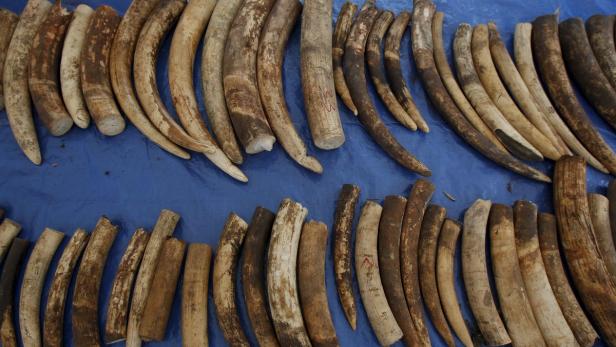 Elfenbein-Schmuggel: Riesiger Fund in Tee-Säcken