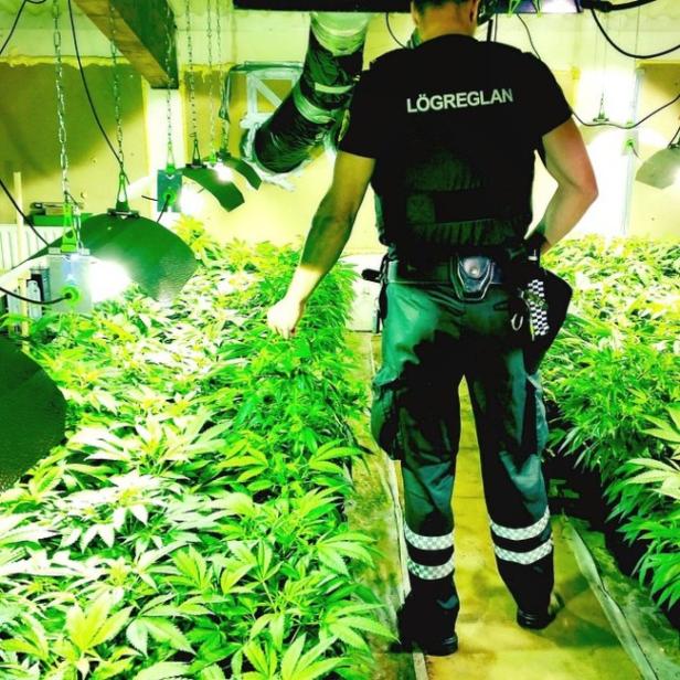 Ein Polizist steht in einem Raum voller Cannabispflanzen.