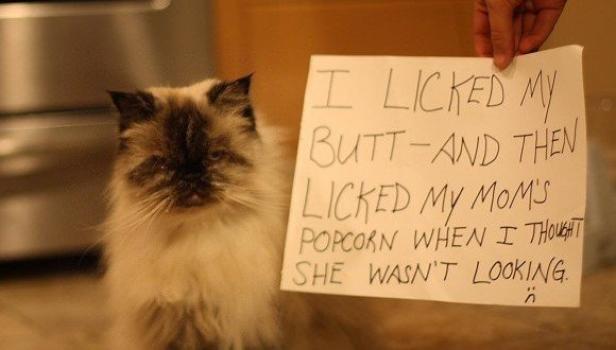 Eine Katze hält ein Schild mit der Aufschrift, dass sie sich den Hintern und dann Mamas Popcorn geleckt hat.
