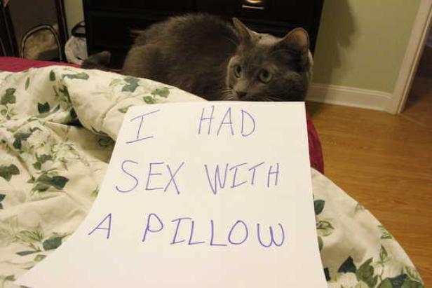 Eine graue Katze liegt auf einem Bett neben einem Zettel mit der Aufschrift „I HAD SEX WITH A PILLOW“.