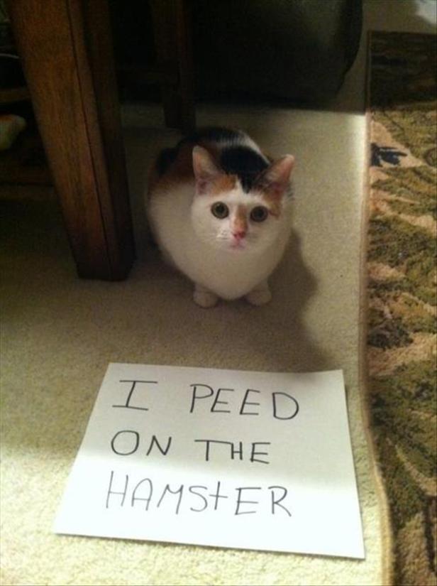 Eine Katze sitzt neben einem Zettel mit der Aufschrift: „Ich habe auf den Hamster gepinkelt.“.