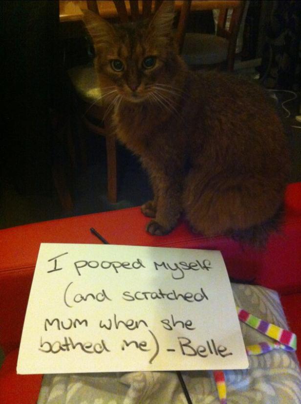 Eine braune Katze namens Belle sitzt neben einem Zettel mit einem Geständnis.