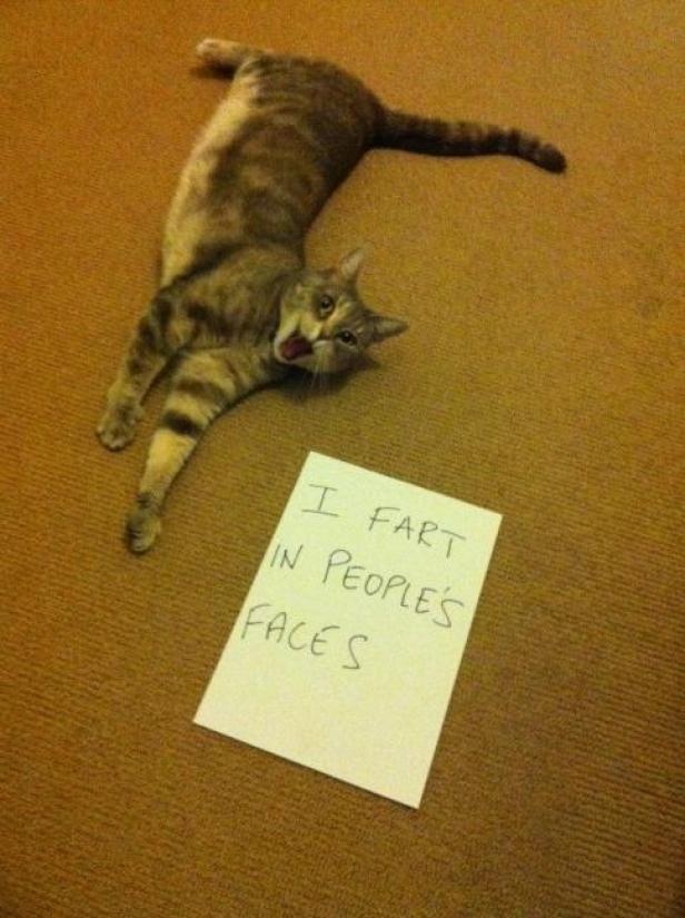 Eine gestreifte Katze liegt auf dem Teppich neben einem Zettel mit der Aufschrift „I fart in people's faces“.