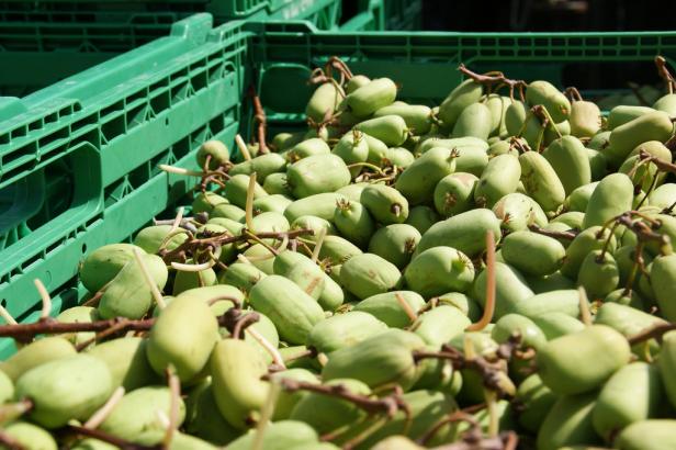 Miteigentümer für Kiwi-Plantage gesucht