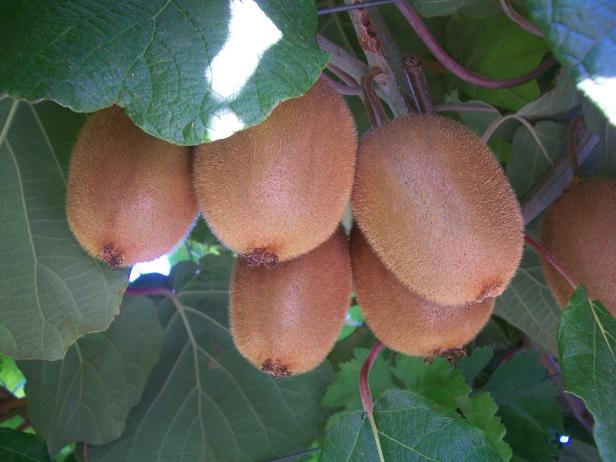 Miteigentümer für Kiwi-Plantage gesucht