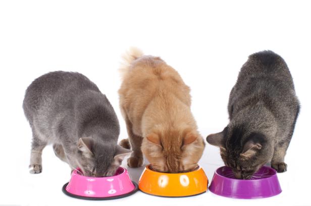 Drei Katzen fressen aus bunten Näpfen.
