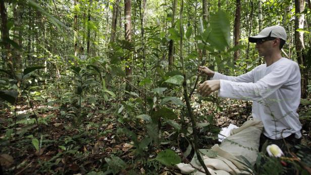 Ein Mann untersucht eine Pflanze im dichten Grün eines Waldes.