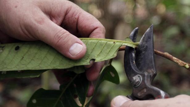 Eine Person schneidet einen Ast mit einer Gartenschere ab.