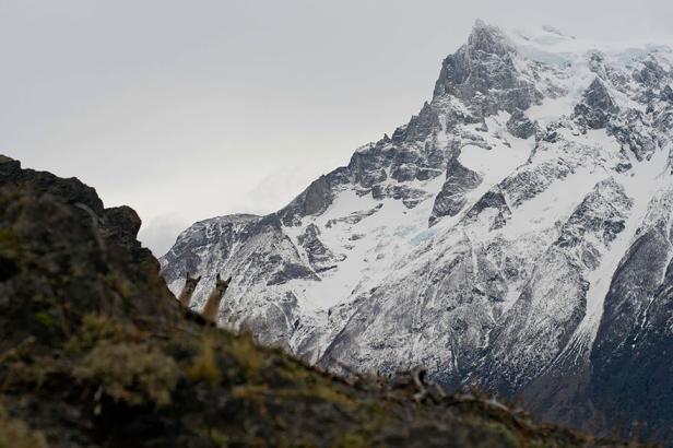 Zwei Guanakos schauen hinter einem Felsen hervor, im Hintergrund ein schneebedeckter Berg.