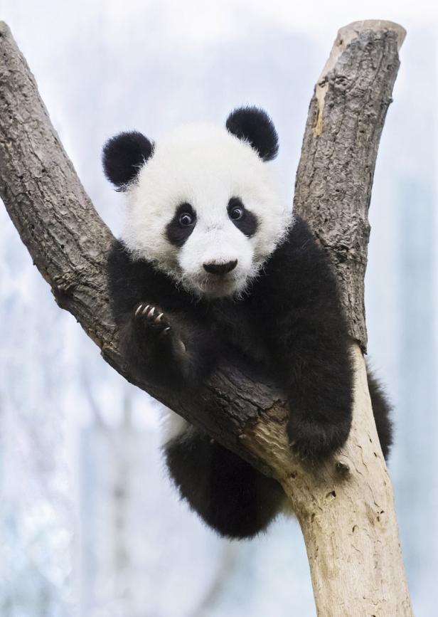 Panda-Zwillinge sind ein halbes Jahr alt