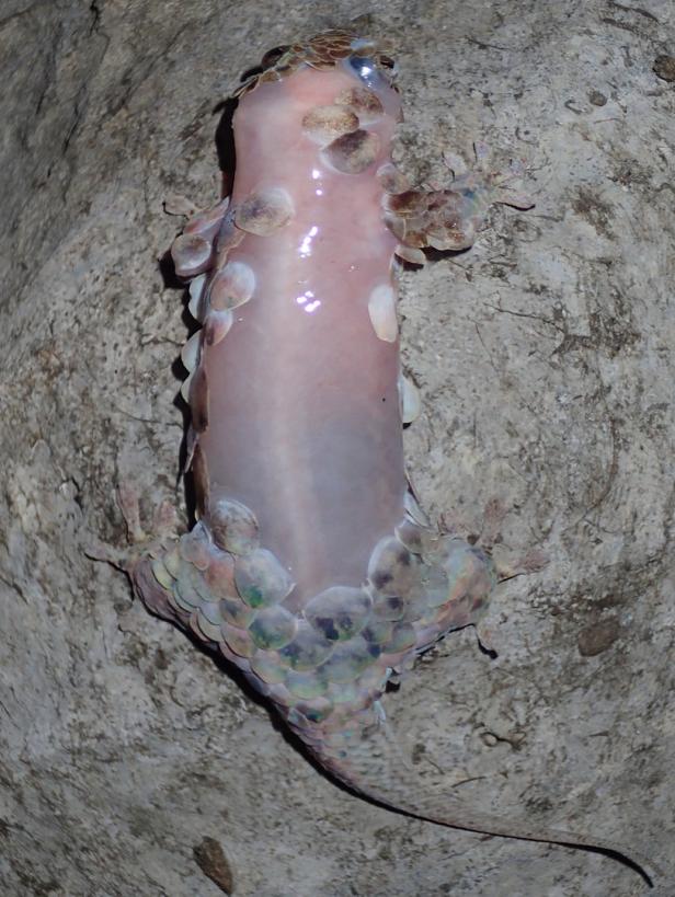Gecko streift bei Angriff Haut ab