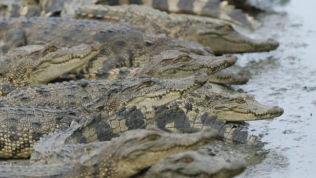 Mehrere Krokodile liegen dicht nebeneinander im Wasser.