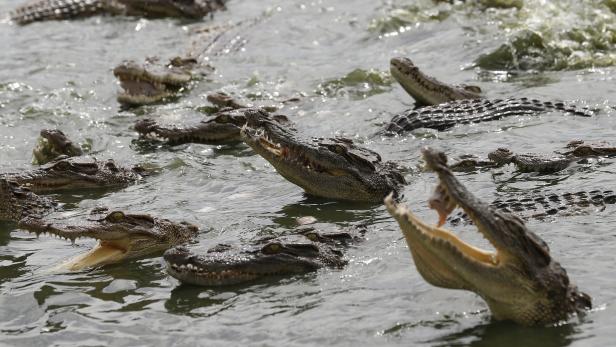 Viele Krokodile schwimmen im Wasser, einige mit geöffneten Mäulern.
