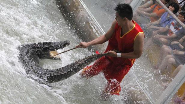 Ein Mann in roter Kleidung zerrt an einem Krokodil im Wasser, während Zuschauer zusehen.