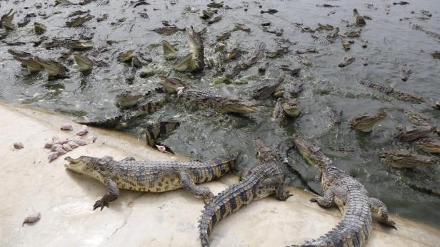 Viele Krokodile drängen sich im Wasser, einige liegen am Ufer und fressen.