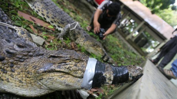 Ein Krokodil mit zugeklebtem Maul liegt im Gras, während eine Person Fotos macht.